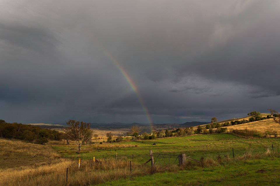 cow rainbow